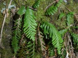 Notogrammitis heterophylla. Young plants with pinnatifid or bipinnatifid fronds.
 Image: L.R. Perrie © Leon Perrie CC BY-NC 3.0 NZ